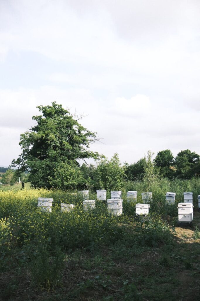Bee Hives in the Meadow
